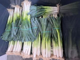 Tengo puerros en venta, alrededor de 500.000 piezas. Variedad