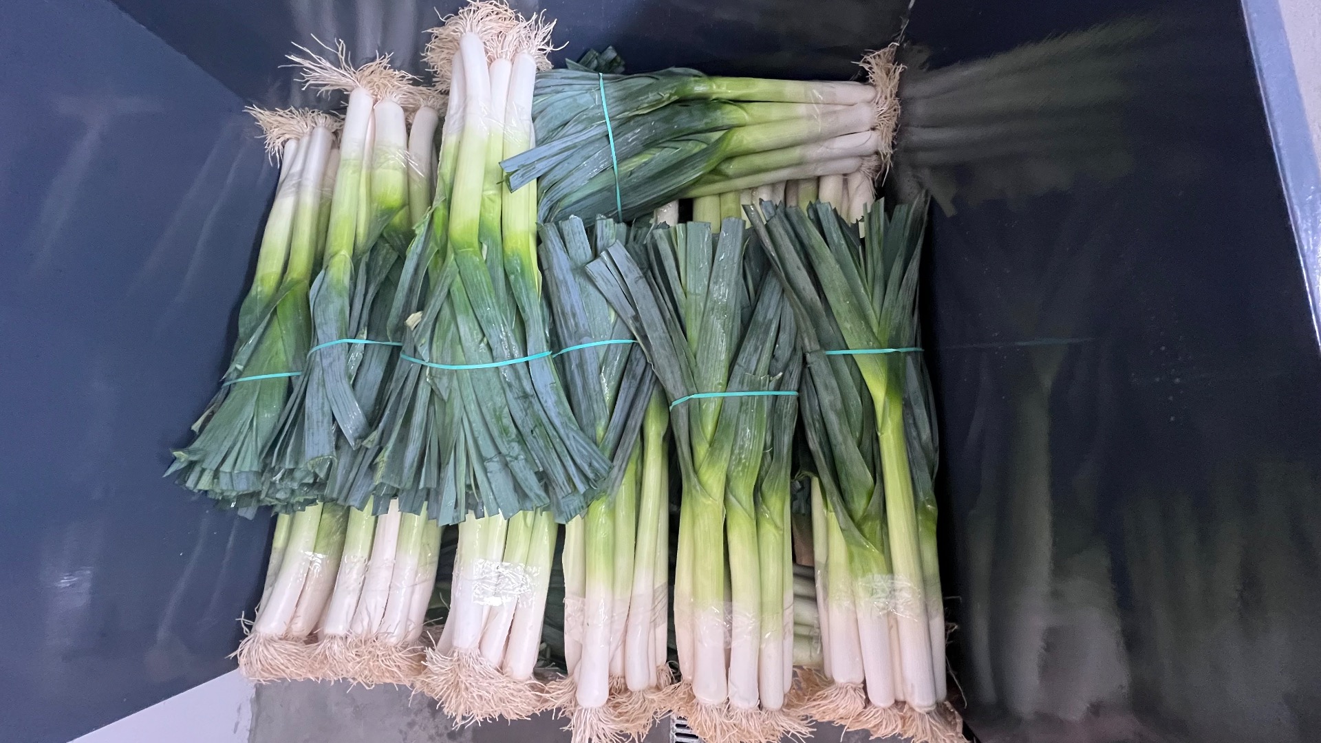 Tengo puerros en venta, alrededor de 500.000 piezas