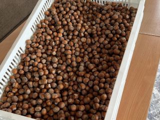 Vendo avellanas variedad Tonda di Gifoni (polinizador Tonda Gentile