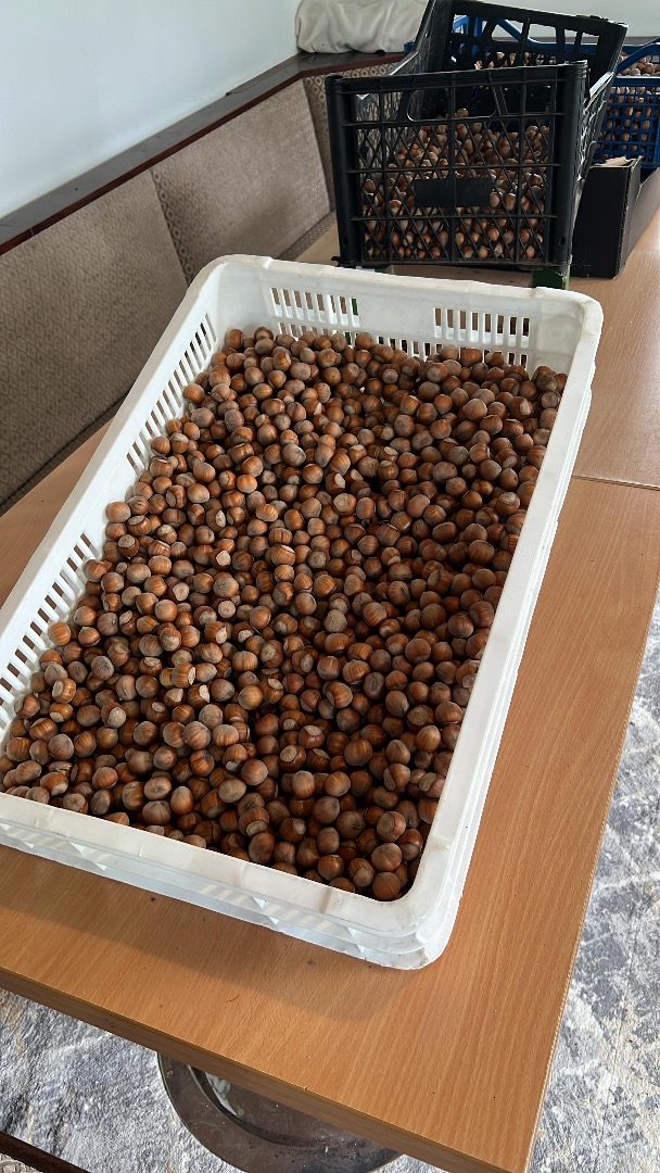 Vendo avellanas variedad Tonda di Gifoni (polinizador Tonda Gentile Romana) producción 2025