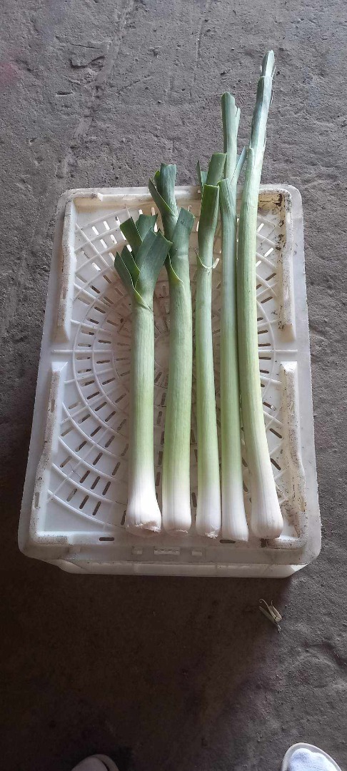 Hola, vendo un buen puerro largo, por kg o pieza
