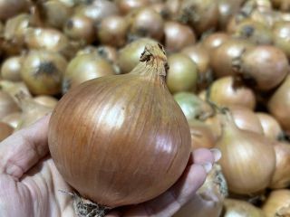 Venderé cebollas sanas, gruesas y de alta calidad, en