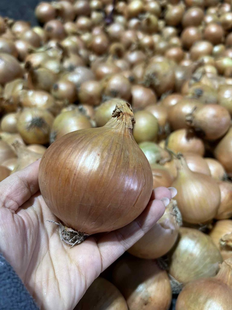 Venderé cebollas sanas, gruesas y de alta calidad, en grandes cantidades