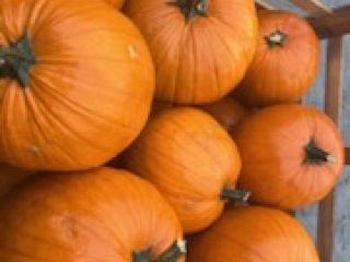 Vendo calabazas de Halloween de calibre 2-5, 5-12, 12+