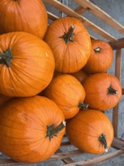 Vendo calabazas de Halloween de calibre 2-5, 5-12, 12+ o personalizadas para el cliente