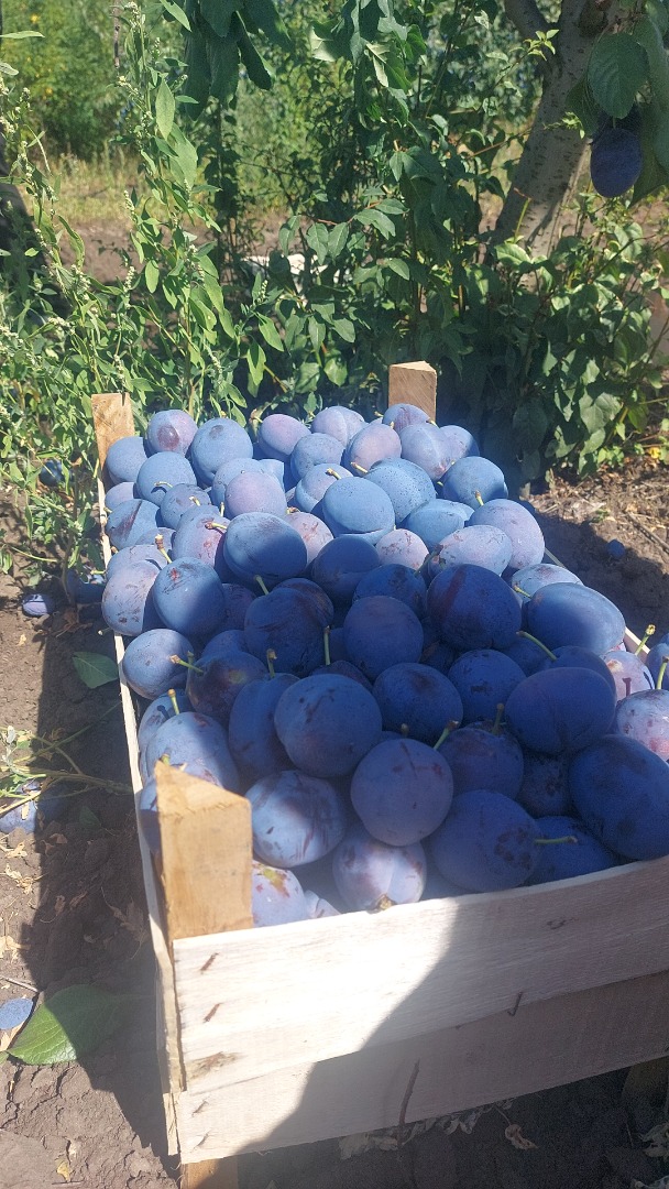 Ofrezco ciruelas Stanley de alta calidad
