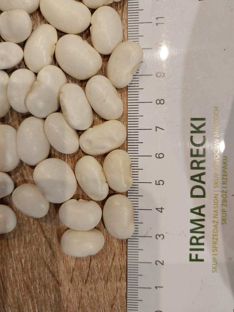 Alubias blancas 106/100 g, cosecha 2025, envasado en big bag, cantidades para camión