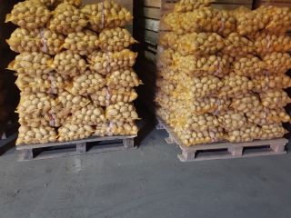Vendo patatas de las variedades Gala y Denar, muy