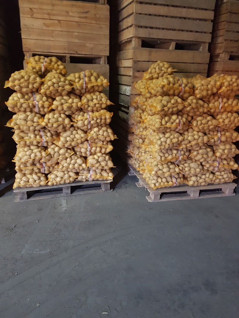 Vendo patatas de las variedades Gala y Denar, muy sabrosas, gruesas, con más de 50 granos
