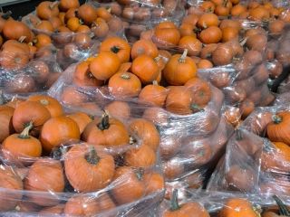Vendo calabazas de Halloween en tamaños que van desde