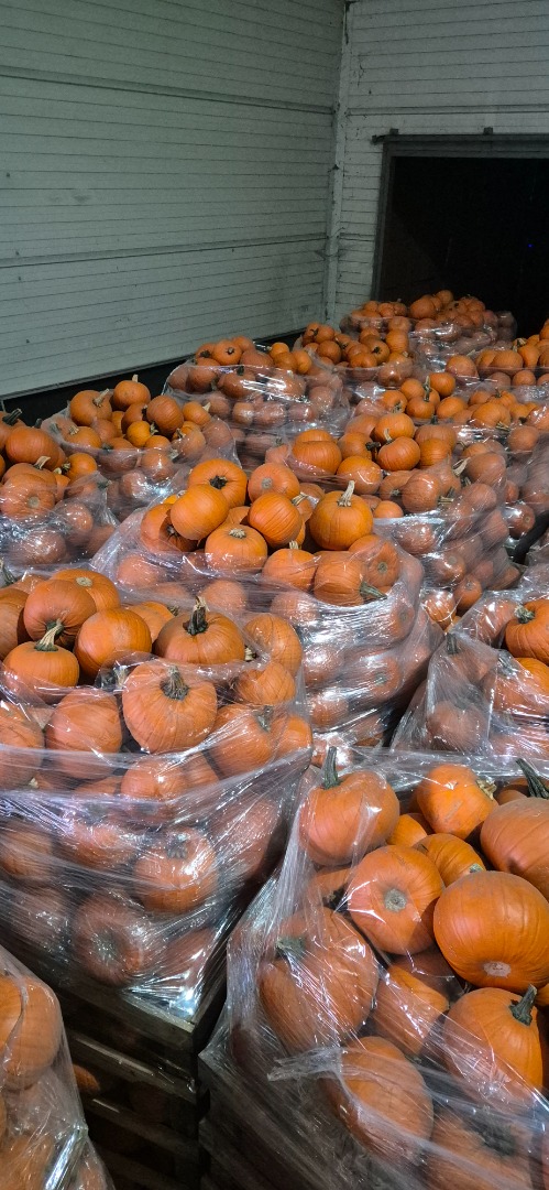 Vendo calabazas de Halloween en tamaños que van desde 1-4 kg hasta 8-12 kg, todas de hermosos colores, y una variedad de calabazas ornamentales