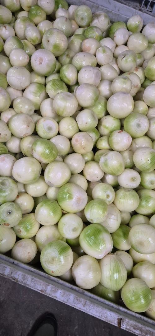 Vendo cebollas blancas peladas