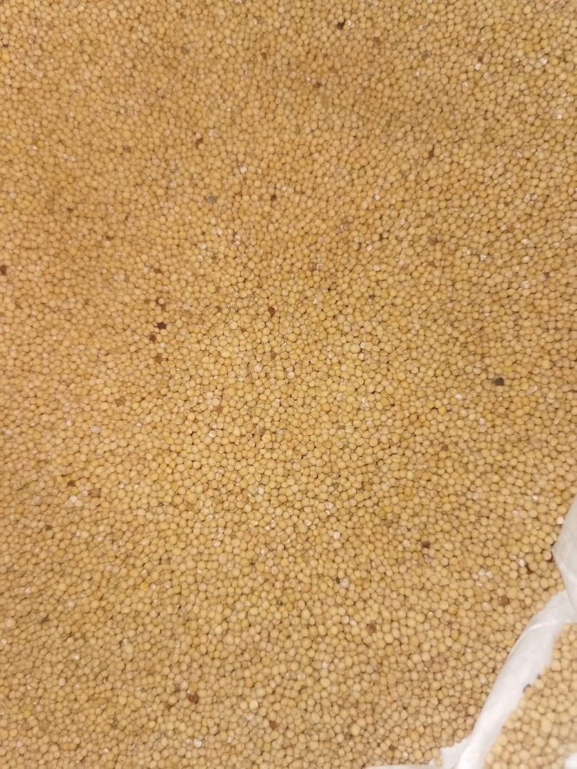 Mostaza blanca, producción 2025, muy buena calidad, envasada a granel (o en sacos de 800 kg, según preferencia del comprador)