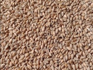 Vendo 25 toneladas de triticale orgánico. Tengo certificado orgánico