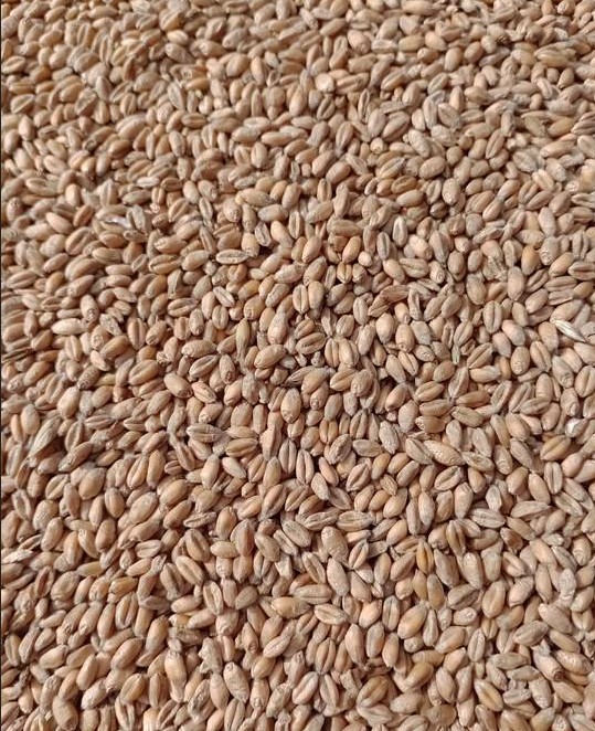 Vendo 25 toneladas de triticale orgánico