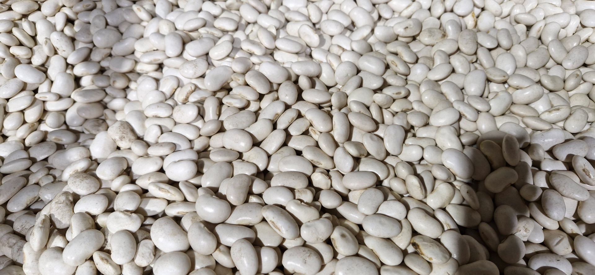 Estimado/a señor/a, ofrecemos diversos tipos de frijoles