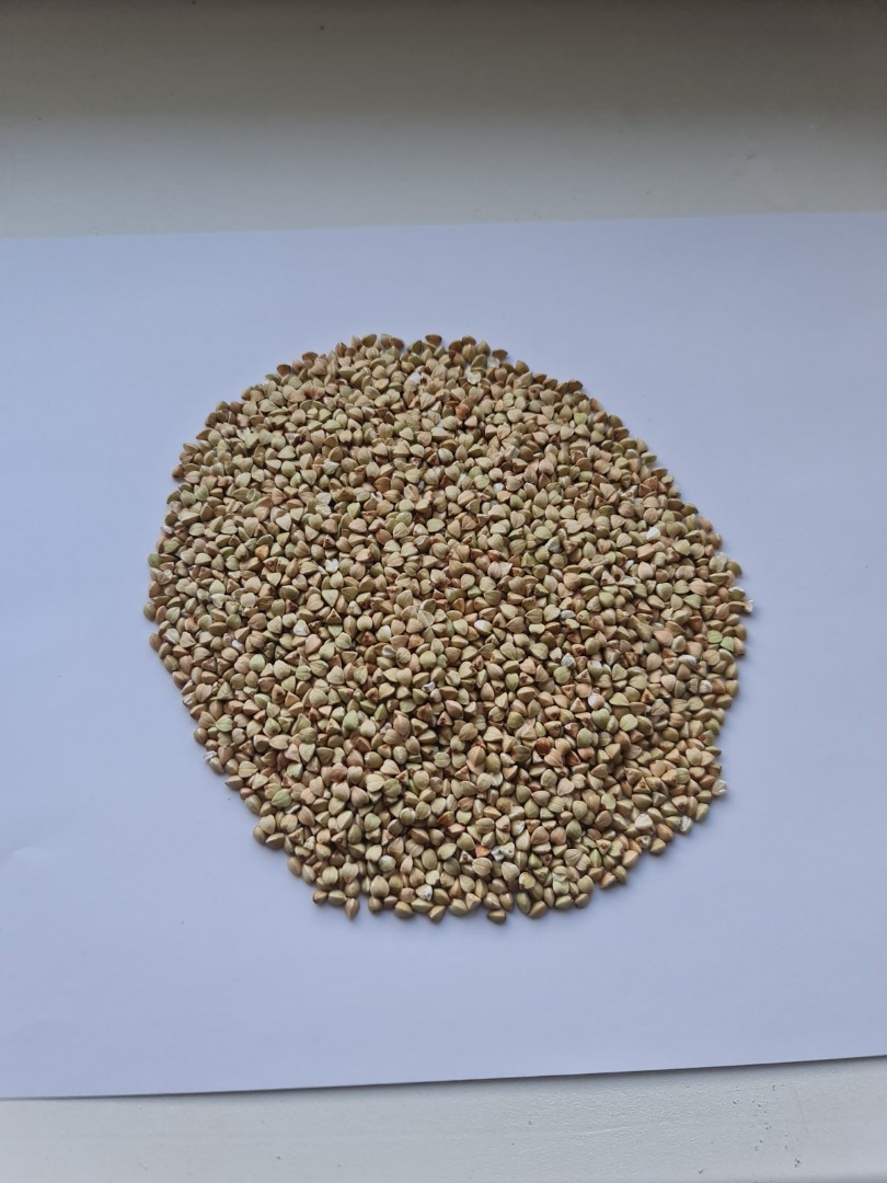 Venderé sémola de trigo sarraceno cruda y sémola de trigo sarraceno del fabricante, cantidades al por mayor, sin glifosato, sin envasar
