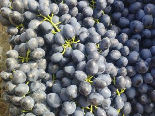 Uvas moldavas de calidad