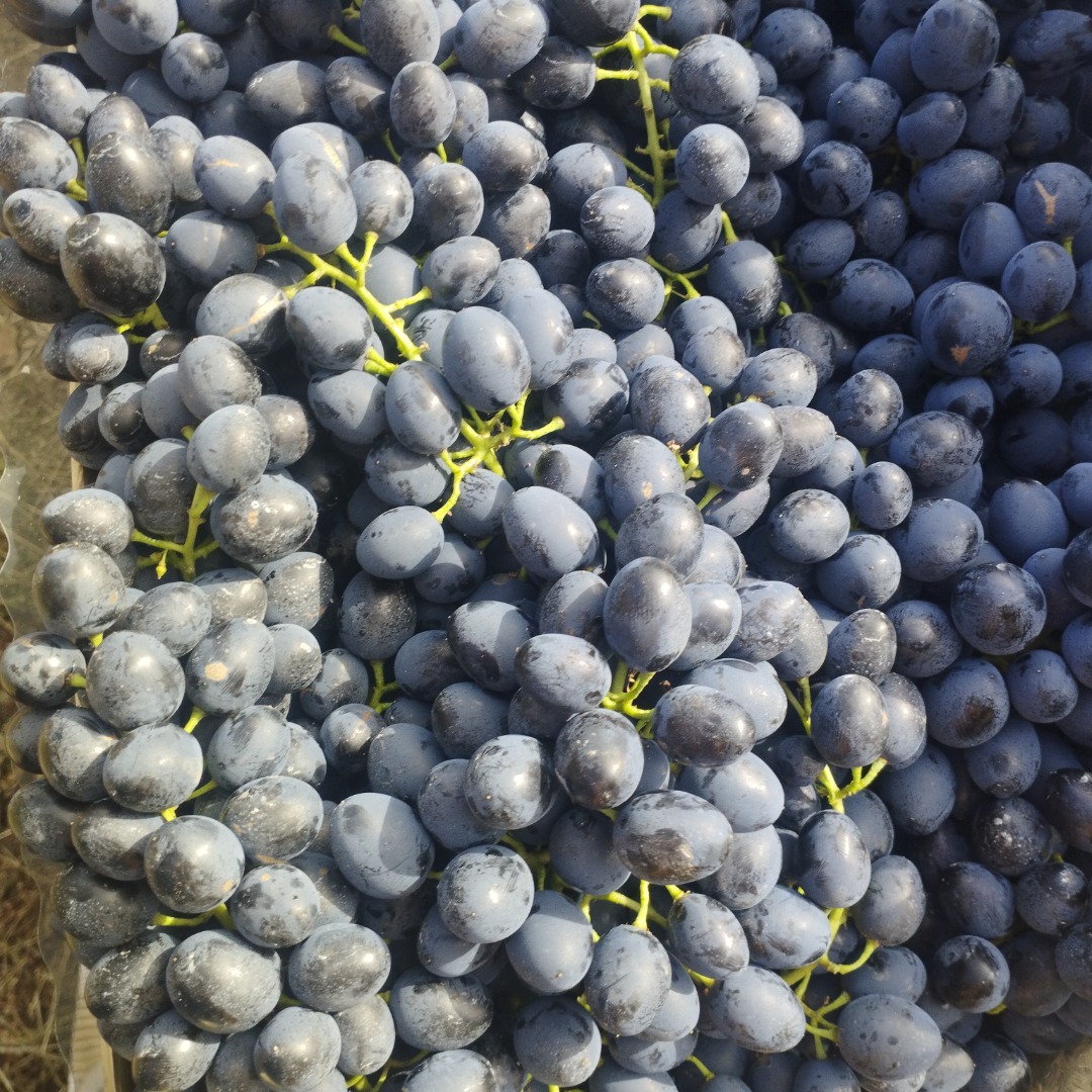 Uvas moldavas de calidad