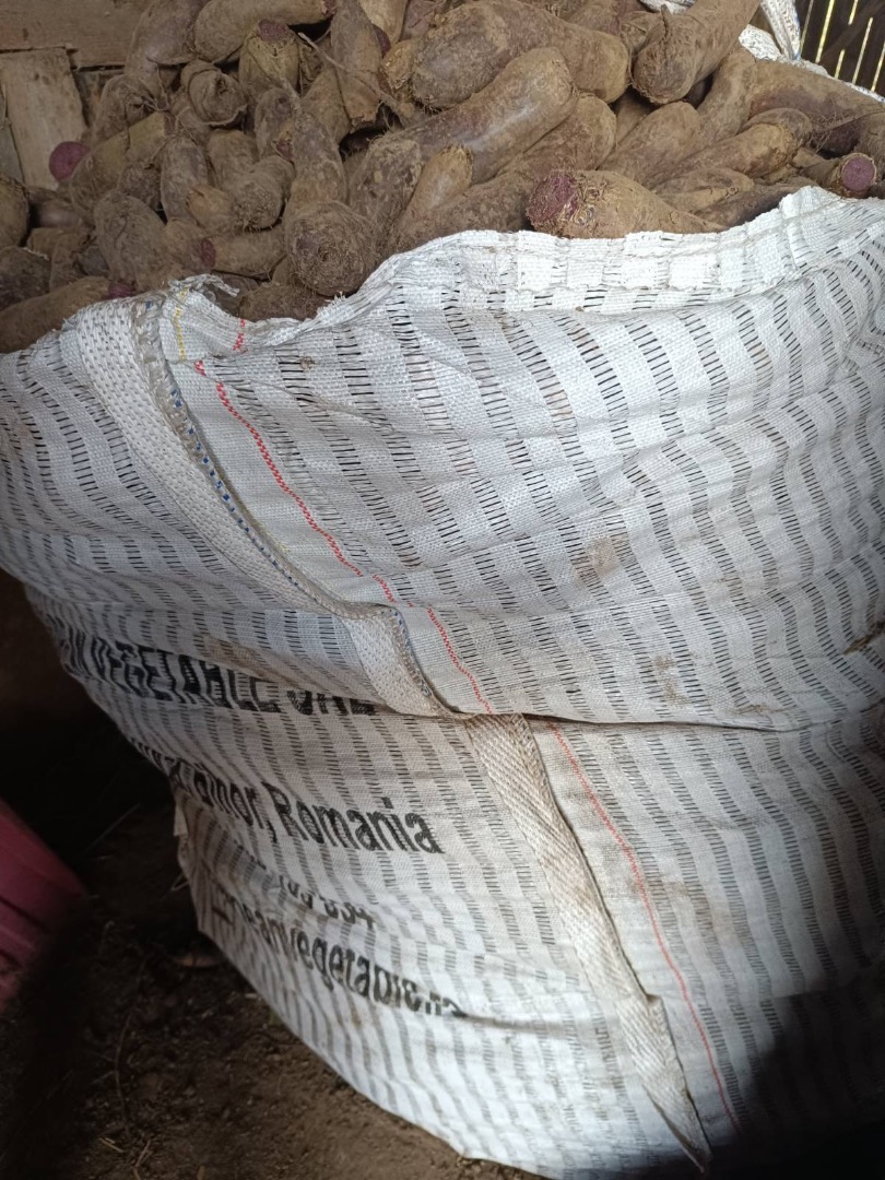 Vendo remolacha larga de la variedad Alto +[teléfono]