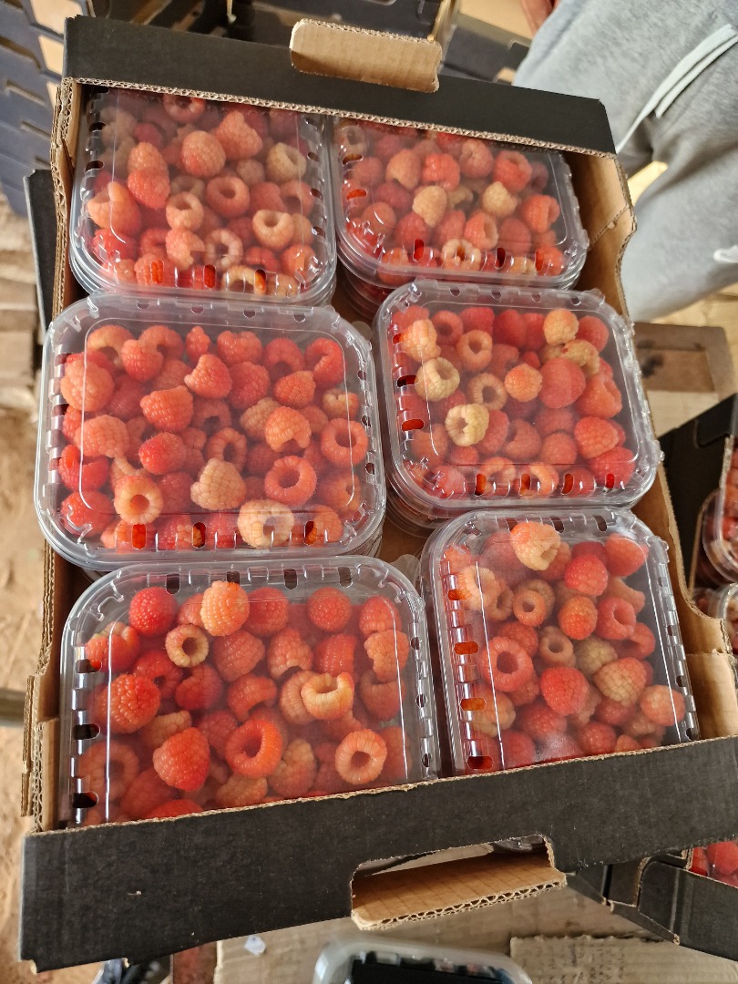 Somos una empresa exportadora de Marruecos y contamos con un socio comercial en Polonia; podemos importar cualquier producto disponible en nuestro mercado