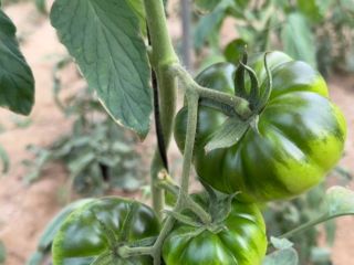 Tomate Raf de Nijar. Tipo Convencional