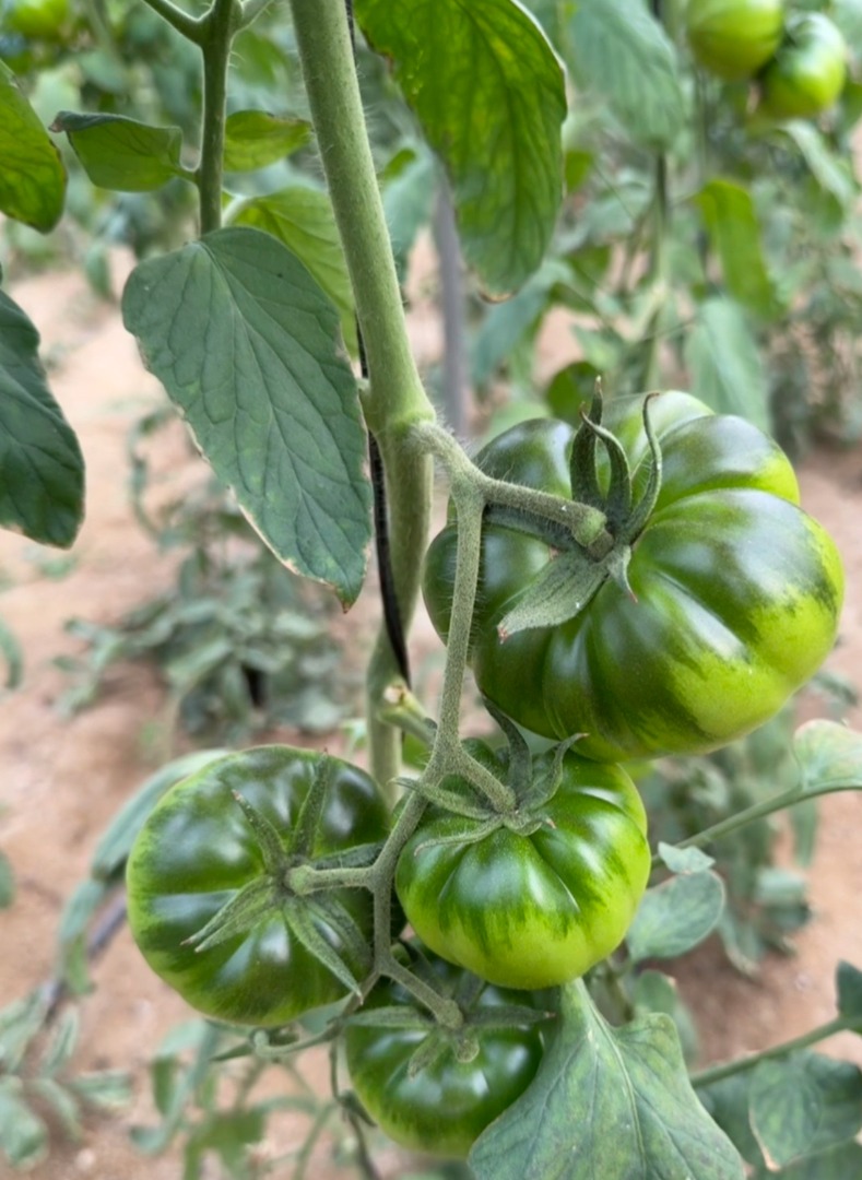 Tomate Raf de Nijar