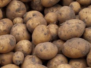 ¿Por qué patatas IRGA? ¡La Irga es una de