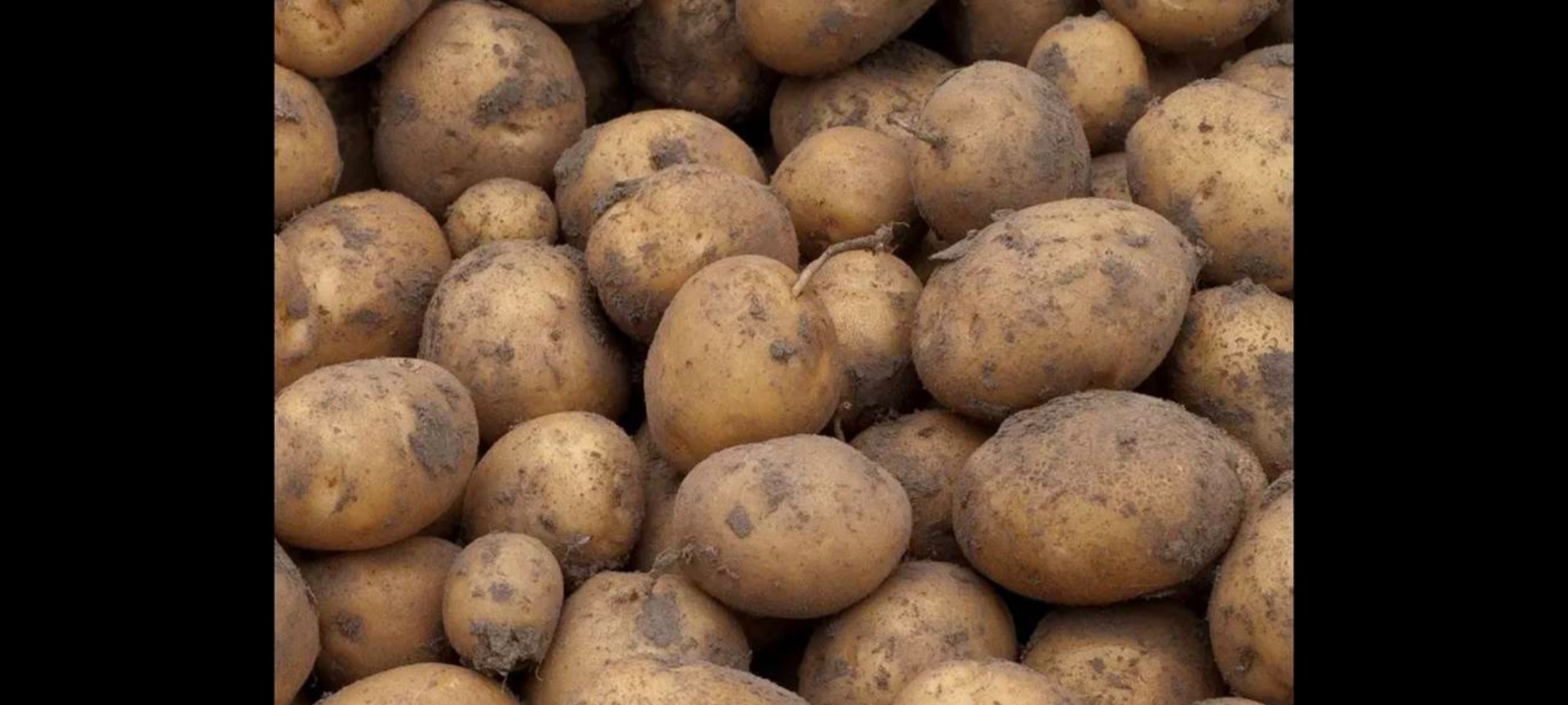 ¿Por qué patatas IRGA? ¡La Irga es una de las variedades tradicionales polacas más valoradas! Es una variedad única, un verdadero tesoro de la cocina polaca