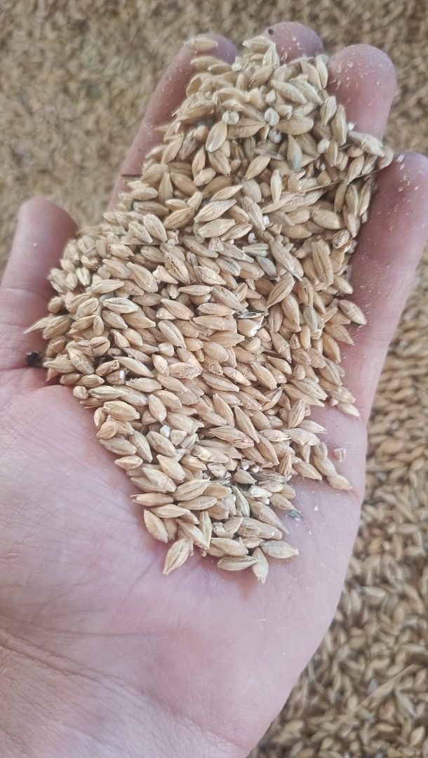 Se ofrece cebada cervecera malta de gran calidad y mejor variedad, cultivada en la zona norte de Almería