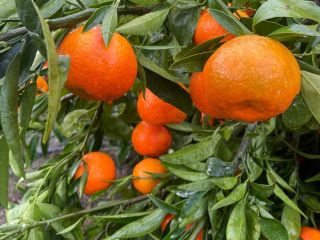 TEMPORADA LLENA DE VITAMINAS Y COLORES, TE TRAEMOS OTRA
