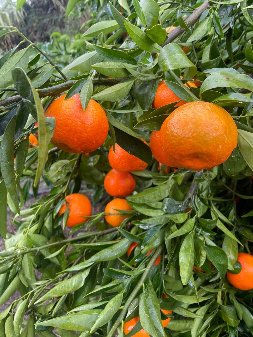 TEMPORADA LLENA DE VITAMINAS Y COLORES, TE TRAEMOS OTRA VEZ ESTA TEMPORADA FIA GOGOT FRUIT-FLORINA GOGOT TE OFRECEMOS CÍTRICOS BIEN SELECCIONADOS Y PRECIOS