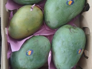 Mango fresco, maduro en el árbol, listo para consumir,