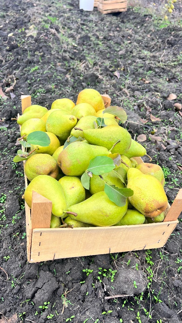 Peras Xenia frescas de Moldavia: dulces, jugosas y listas para exportar