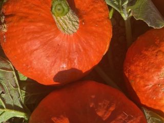 Calabazas orgánicas de Hokkaido de calidad Naturland a la