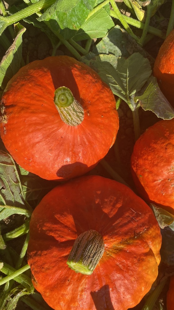 Calabazas orgánicas de Hokkaido de calidad Naturland a la venta