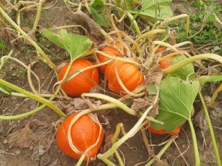 Calabazas Gladiador en venta de 7 a 14 kg.
