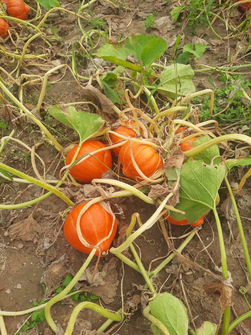 Calabazas Gladiador en venta de 7 a 14 kg
