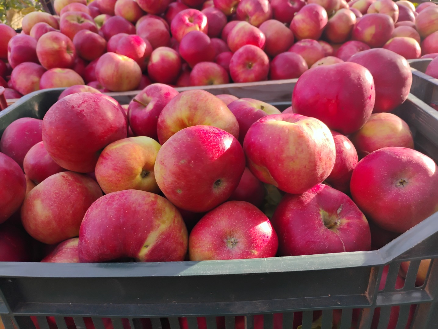 Manzanas Idared muy bonitas, también tenemos la variedad Florina