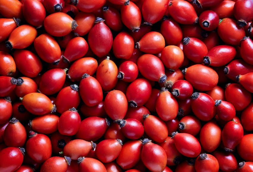 Busco comprador para escaramujos de mi propia plantación