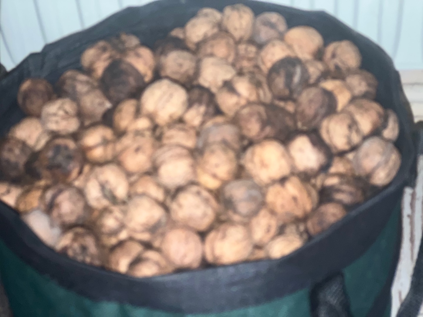 Tengo 35 kilos de frutos secos frescos