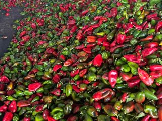Pimientos rojos y verdes, de segunda calidad 0,80 st/kg