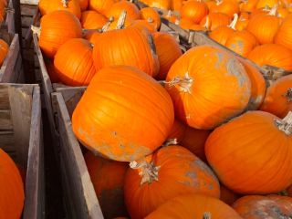 Estoy vendiendo calabazas.