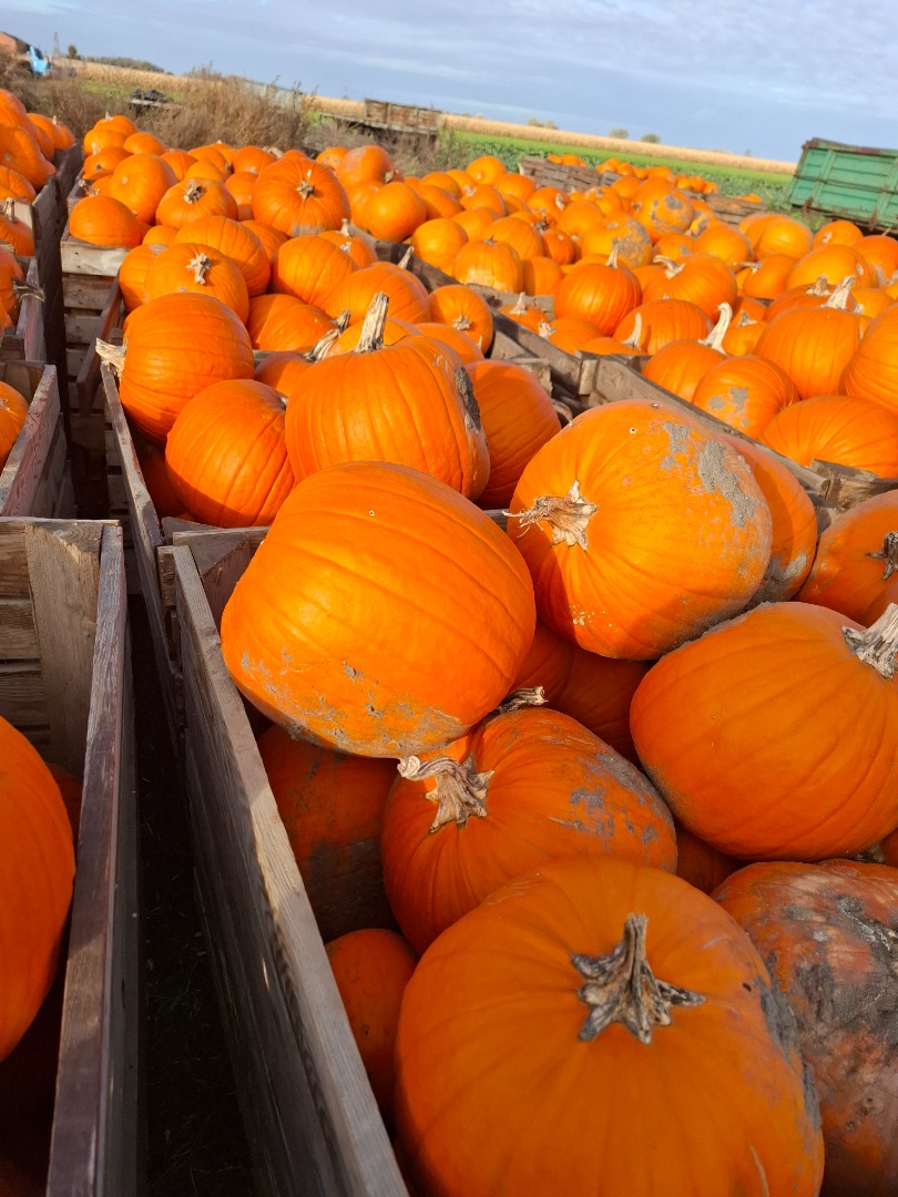 Estoy vendiendo calabazas
