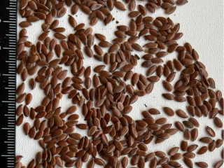 CERIO comercializa lino marrón. Pureza: 97-98%, contenido de aceite: