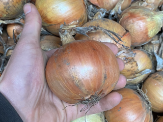 Hola, vendo cebollas amarillas sueltas de la variedad Fasto