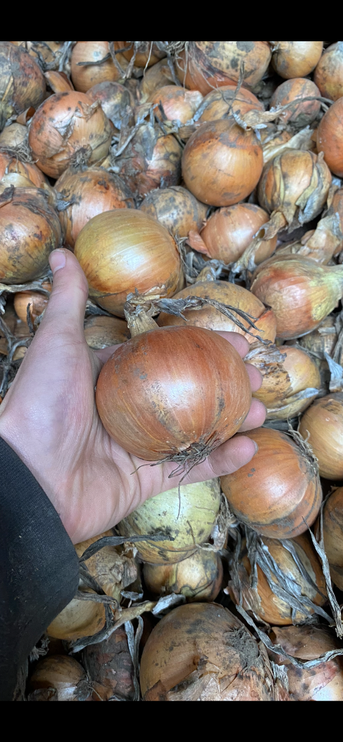 Hola, vendo cebollas amarillas sueltas de la variedad Fasto Centro