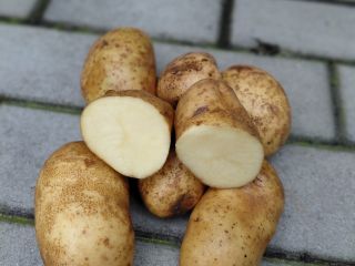 Tengo 10 hectáreas de patatas de la variedad Ludmiła,