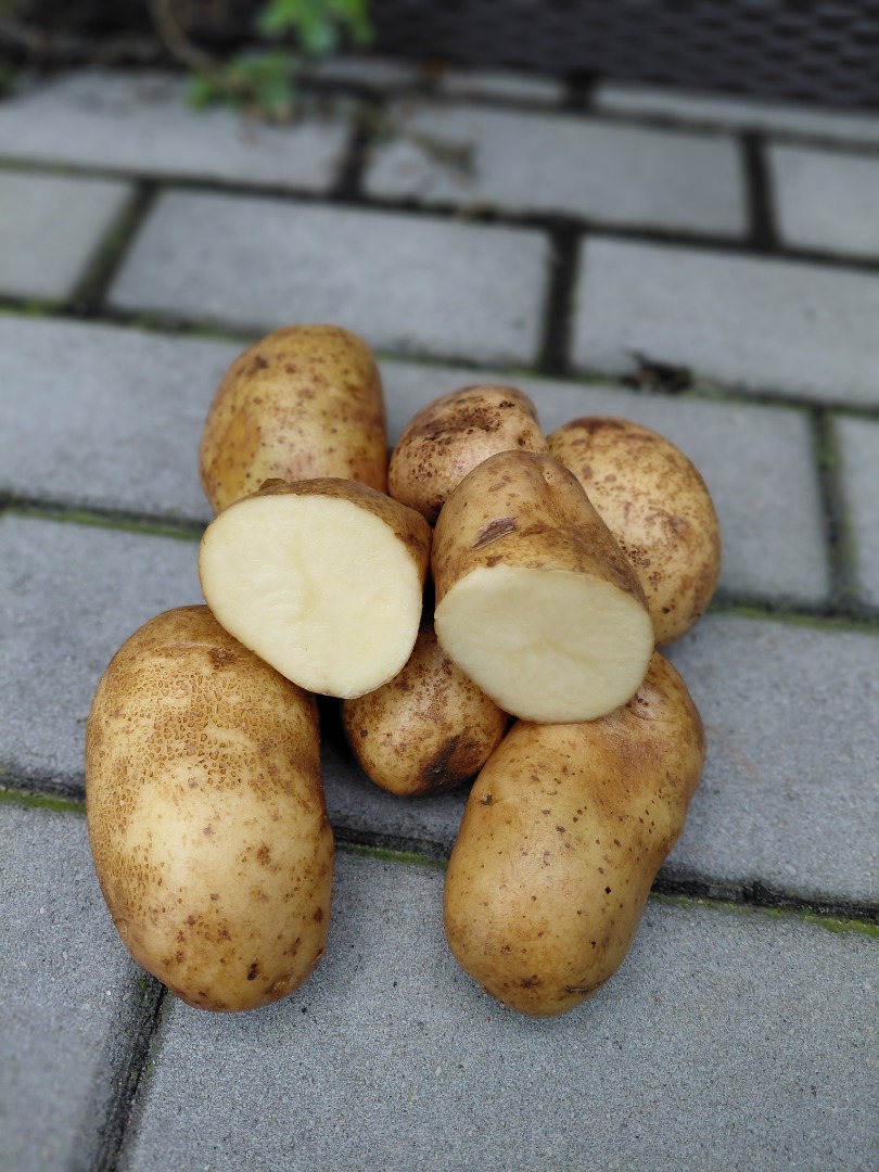 Tengo 10 hectáreas de patatas de la variedad Ludmiła, sembradas en suelo ligero, sin sarna ni otras enfermedades, y en perfecto estado