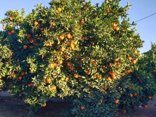 Naranjas de excelente calidad, variedad Navelina, cultivadas en la